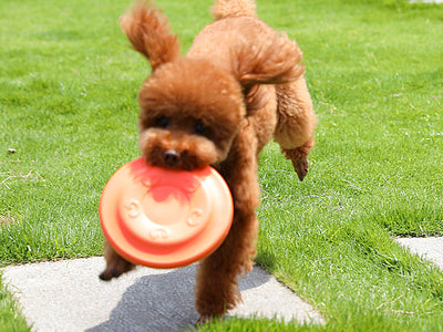EVA Soft Dog Frisbee